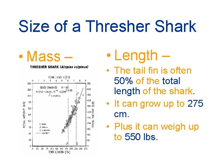 Size of a Thresher Shark • Mass – • Length – • The tail