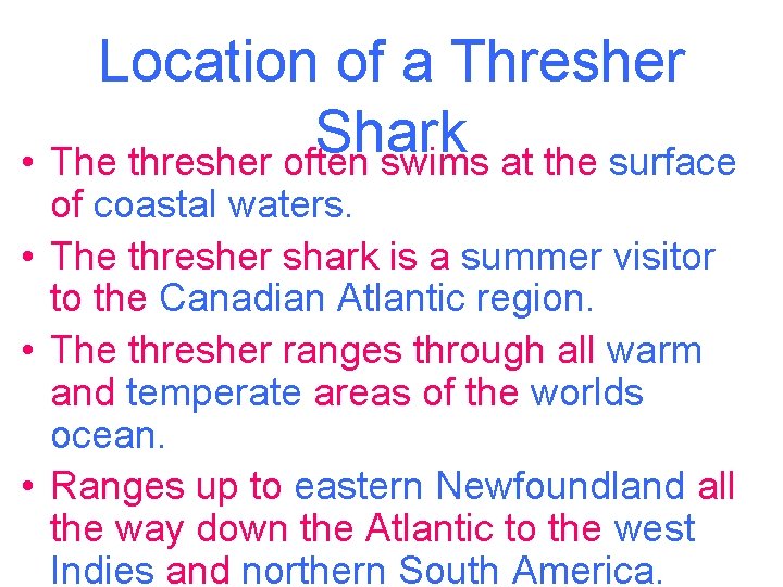 Location of a Thresher Shark • The thresher often swims at the surface of