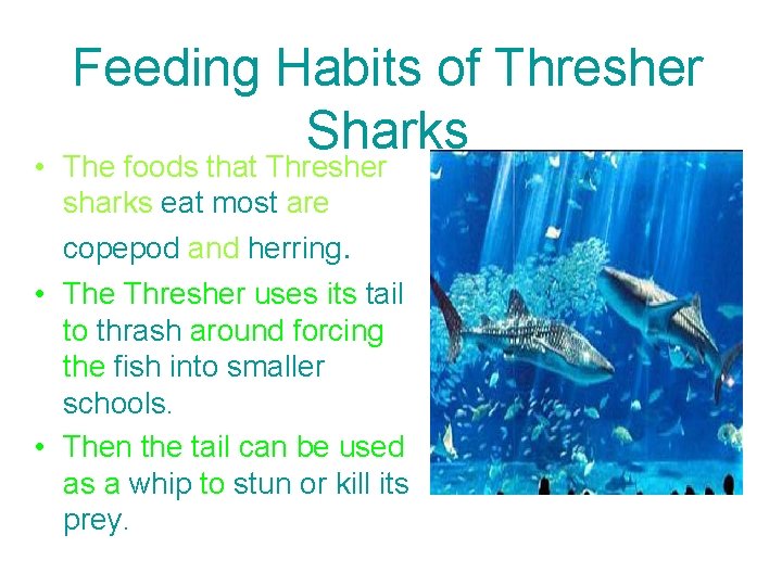 Feeding Habits of Thresher Sharks • The foods that Thresher sharks eat most are