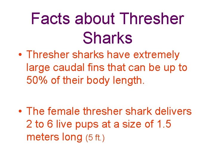 Facts about Thresher Sharks • Thresher sharks have extremely large caudal fins that can