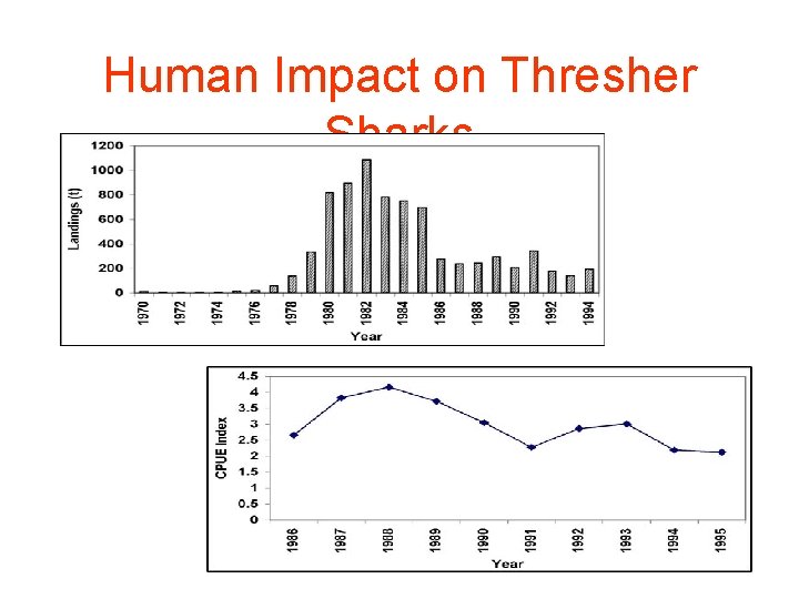 Human Impact on Thresher Sharks 