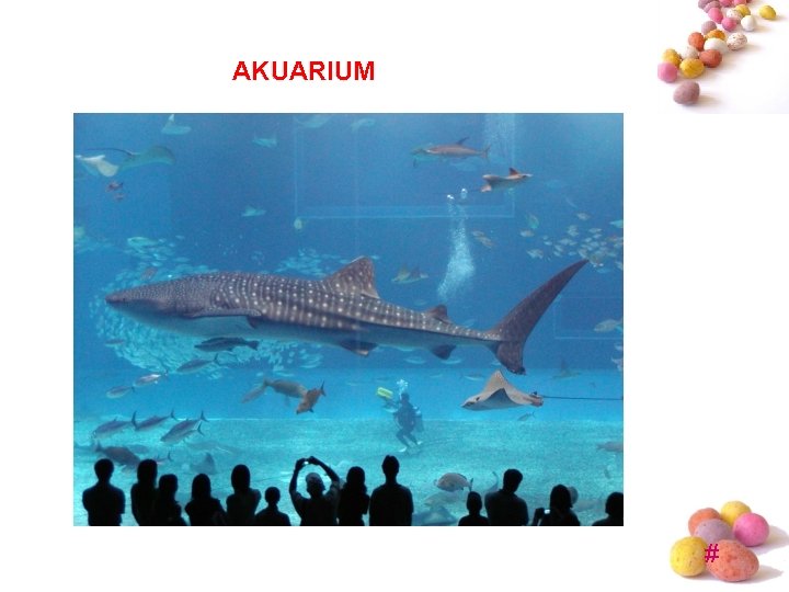 AKUARIUM # AKUARIUM #