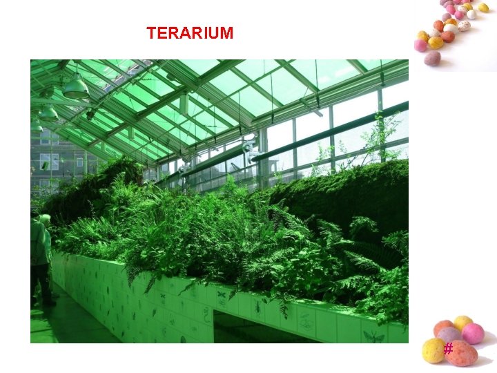 TERARIUM # TERARIUM #