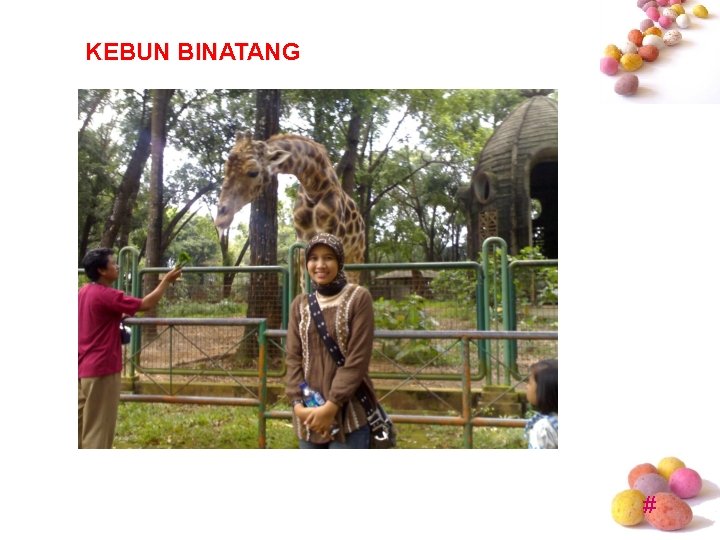 KEBUN BINATANG # KEBUN BINATANG #