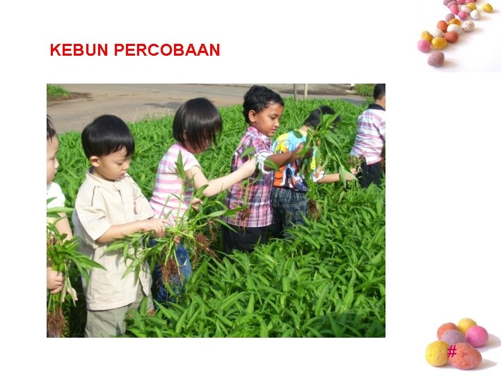 KEBUN PERCOBAAN # KEBUN PERCOBAAN #