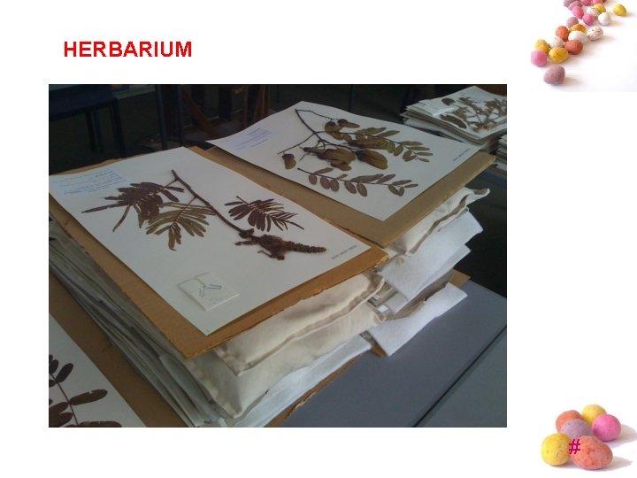 HERBARIUM # HERBARIUM #