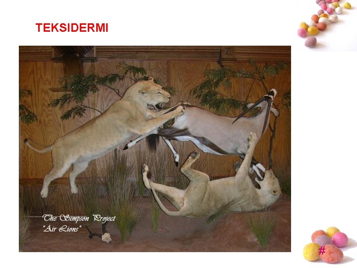 TEKSIDERMI # TEKSIDERMI #