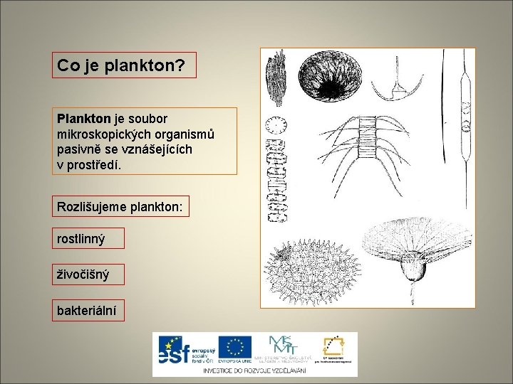 Co je plankton? Plankton je soubor mikroskopických organismů pasivně se vznášejících v prostředí. Rozlišujeme