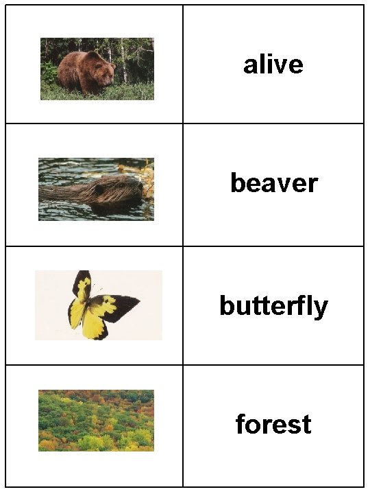 alive beaver butterfly forest 