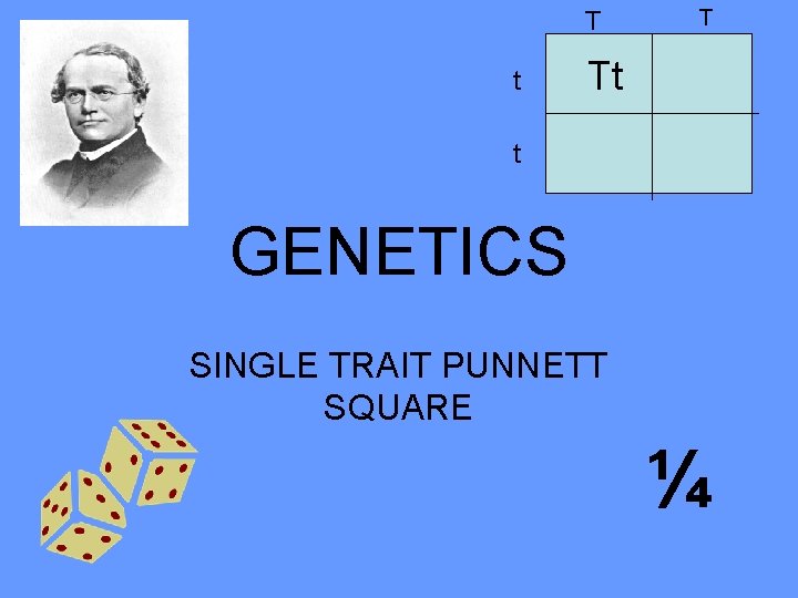 T t T Tt t GENETICS SINGLE TRAIT PUNNETT SQUARE ¼ 