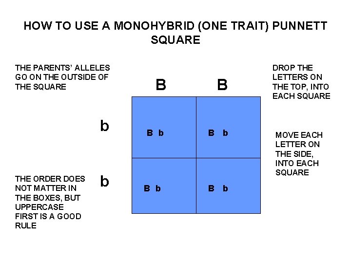 HOW TO USE A MONOHYBRID (ONE TRAIT) PUNNETT SQUARE THE PARENTS’ ALLELES GO ON