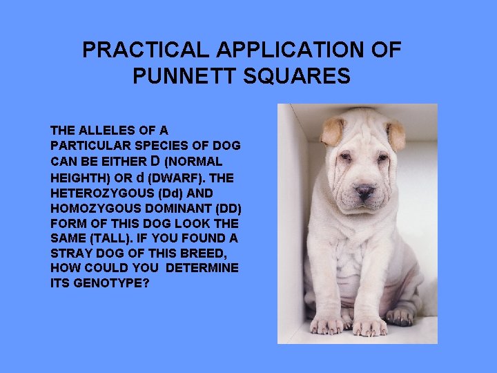 PRACTICAL APPLICATION OF PUNNETT SQUARES THE ALLELES OF A PARTICULAR SPECIES OF DOG CAN