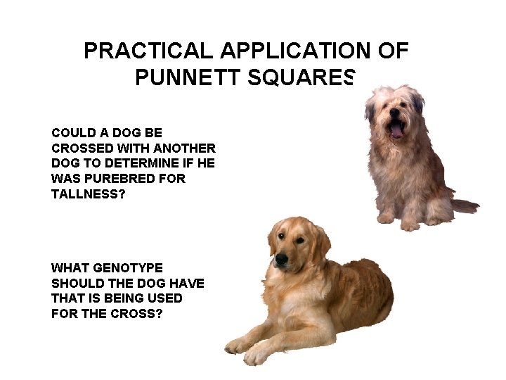 PRACTICAL APPLICATION OF PUNNETT SQUARES COULD A DOG BE CROSSED WITH ANOTHER DOG TO