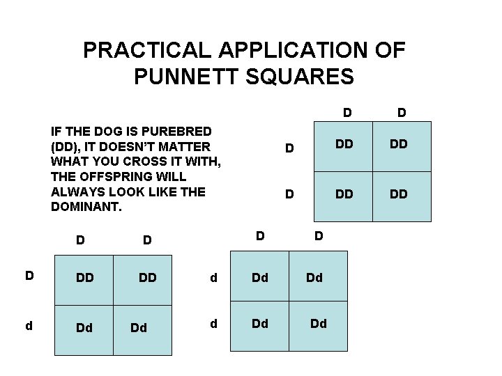 PRACTICAL APPLICATION OF PUNNETT SQUARES IF THE DOG IS PUREBRED (DD), IT DOESN’T MATTER