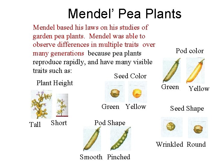 Mendel’ Pea Plants Mendel based his laws on his studies of garden pea plants.