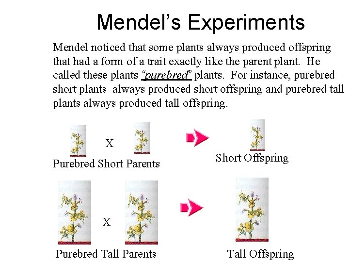 Mendel’s Experiments Mendel noticed that some plants always produced offspring that had a form