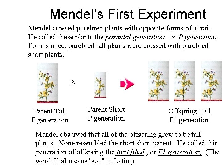 Mendel’s First Experiment Mendel crossed purebred plants with opposite forms of a trait. He