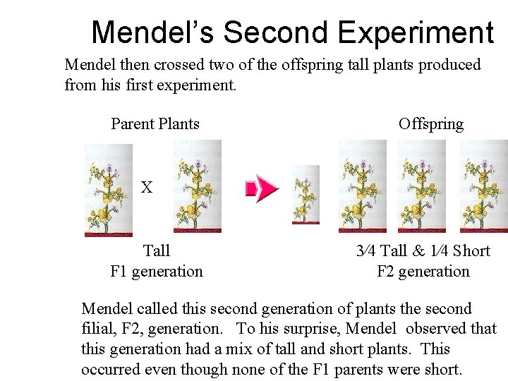 Mendel’s Second Experiment Mendel then crossed two of the offspring tall plants produced from