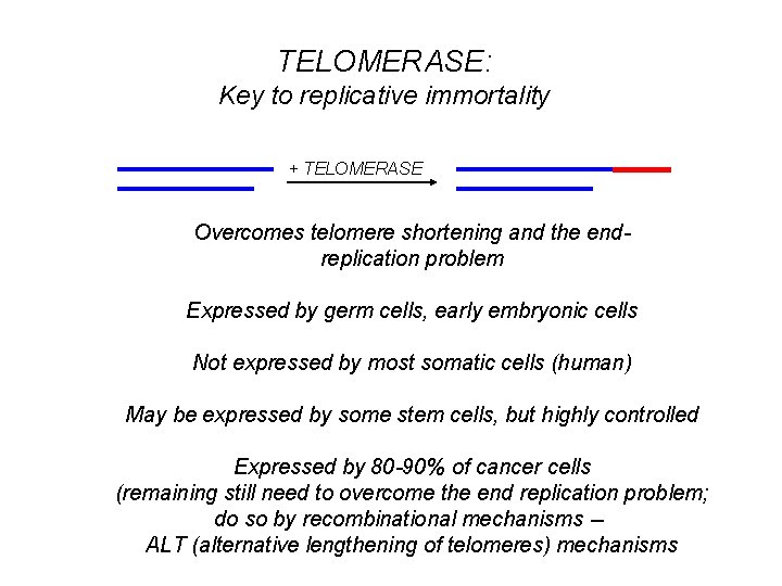 TELOMERASE: Key to replicative immortality + TELOMERASE Overcomes telomere shortening and the endreplication problem