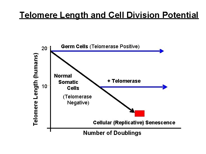 Telomere Length and Cell Division Potential Telomere Length (humans) 20 10 Germ Cells (Telomerase