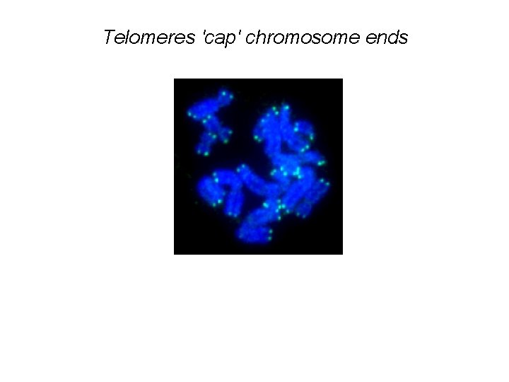 Telomeres 'cap' chromosome ends 