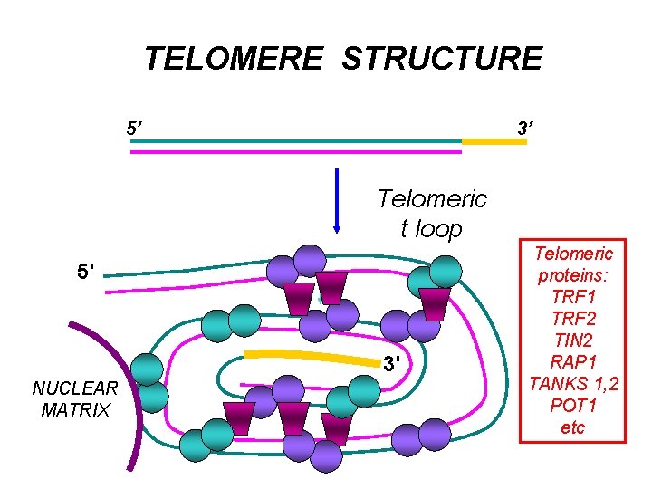 TELOMERE STRUCTURE 5’ 3’ Telomeric t loop 5' 3' NUCLEAR MATRIX Telomeric proteins: TRF