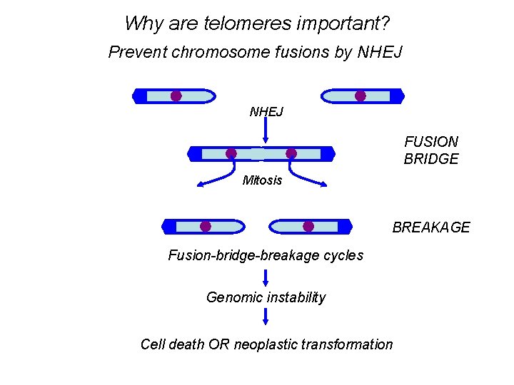 Why are telomeres important? Prevent chromosome fusions by NHEJ FUSION BRIDGE Mitosis BREAKAGE Fusion-bridge-breakage