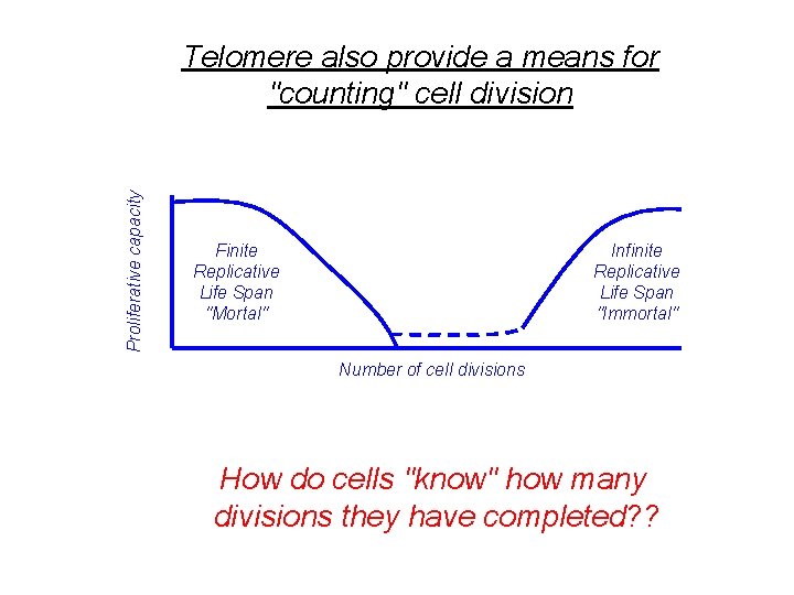 Proliferative capacity Telomere also provide a means for "counting" cell division Finite Replicative Life