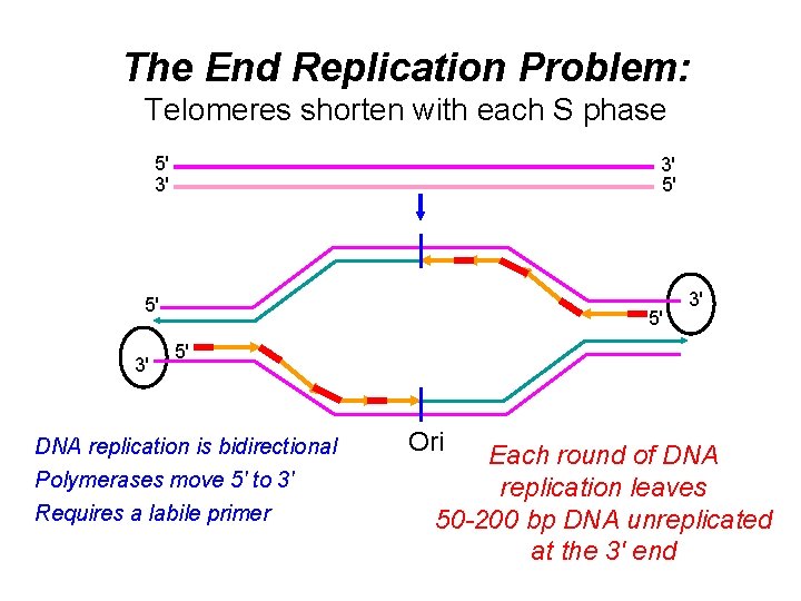 The End Replication Problem: Telomeres shorten with each S phase 5' 3' 3' 5'