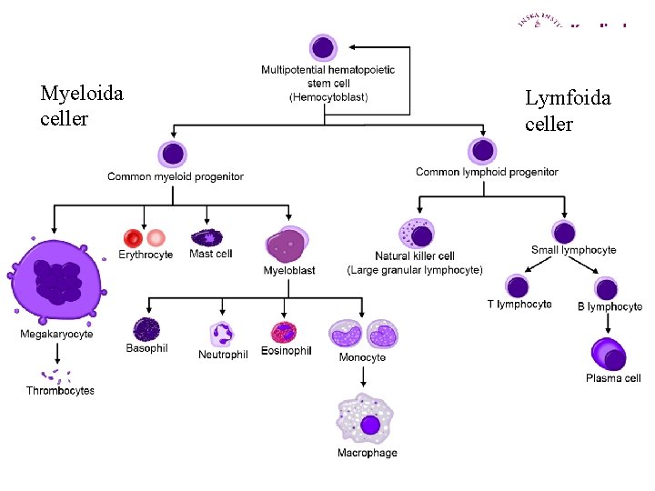 Myeloida celler Lymfoida celler 