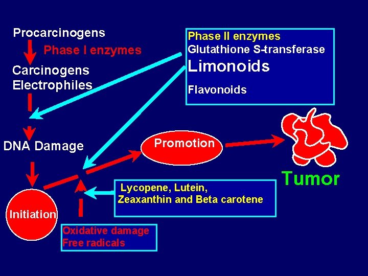 Procarcinogens Phase I enzymes Phase II enzymes Glutathione S-transferase Limonoids Carcinogens Electrophiles Flavonoids Promotion