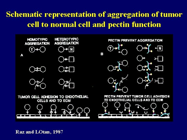 Schematic representation of aggregation of tumor cell to normal cell and pectin function Raz