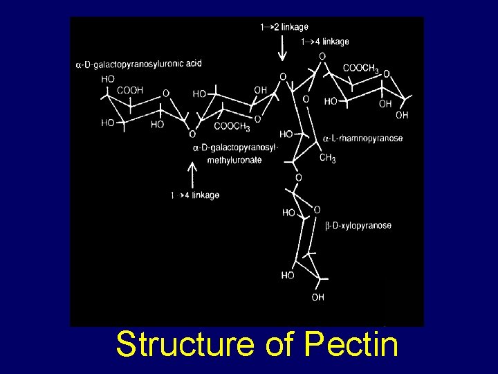 Structure of Pectin 