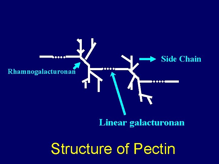  Rhamnogalacturonan Side Chain Linear galacturonan Structure of Pectin 