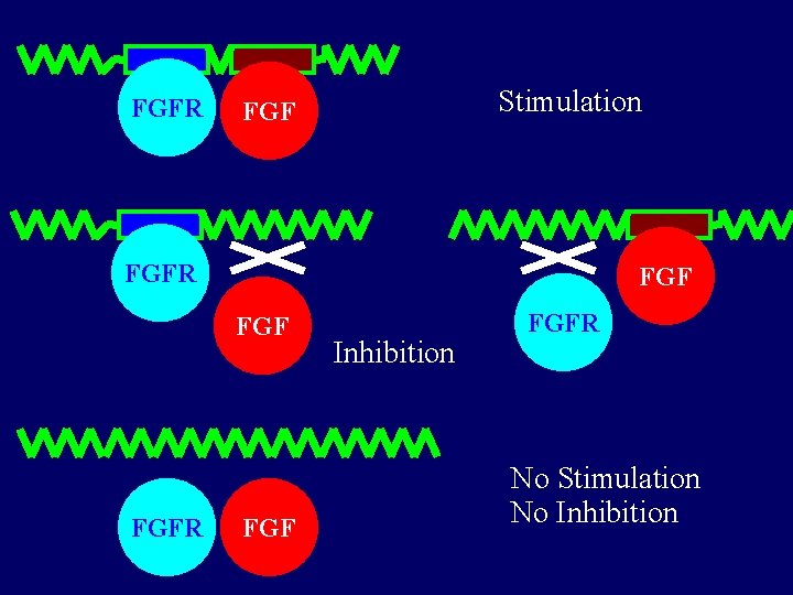 FGFR Stimulation FGF FGFR FGF Inhibition FGFR No Stimulation No Inhibition 