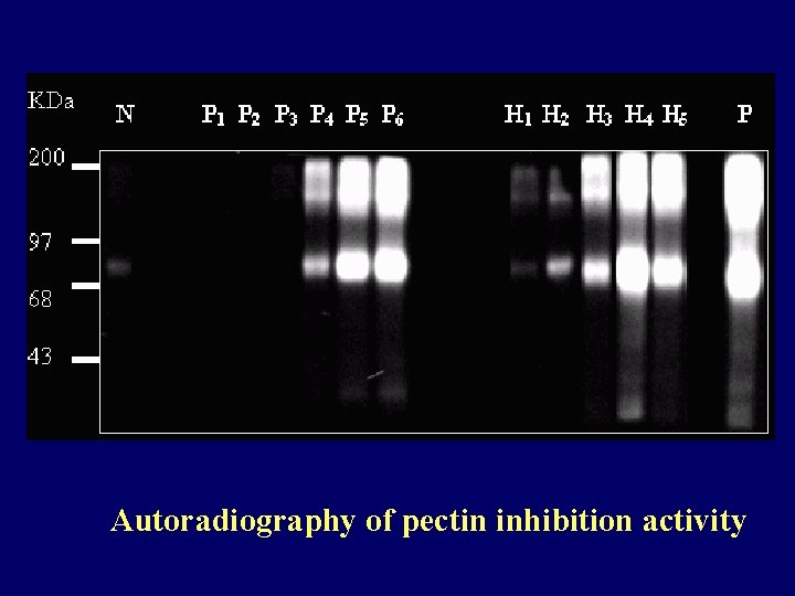 Autoradiography of pectin inhibition activity 