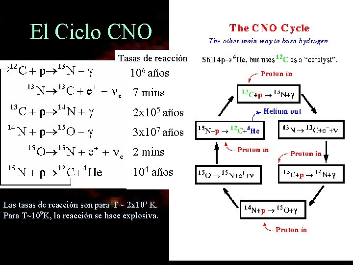 El Ciclo CNO Tasas de reacción 106 años 7 mins 2 x 105 años