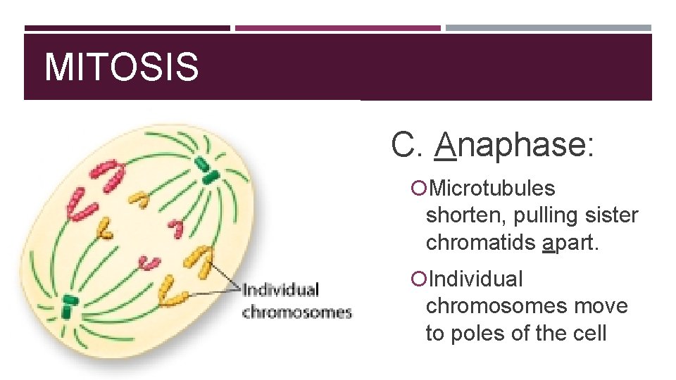 MITOSIS C. Anaphase: Microtubules shorten, pulling sister chromatids apart. Individual chromosomes move to poles