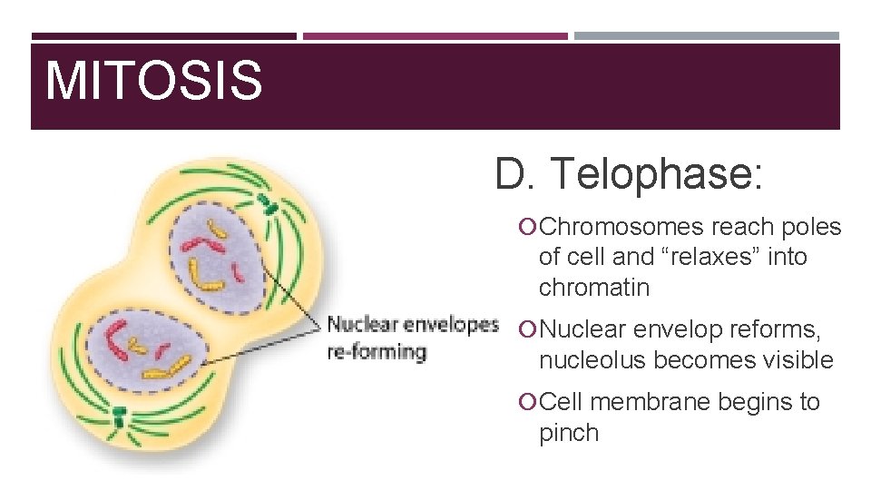 MITOSIS D. Telophase: Chromosomes reach poles of cell and “relaxes” into chromatin Nuclear envelop