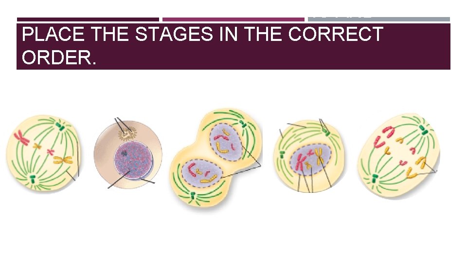 LABEL EACH PHASE OF MITOSIS AND PLACE THE STAGES IN THE CORRECT ORDER. 