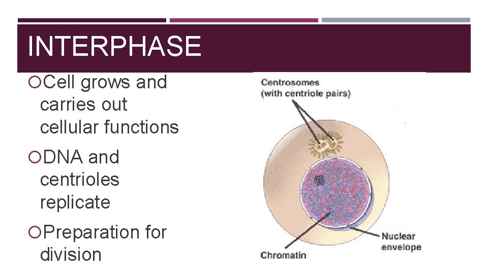 INTERPHASE Cell grows and carries out cellular functions DNA and centrioles replicate Preparation for