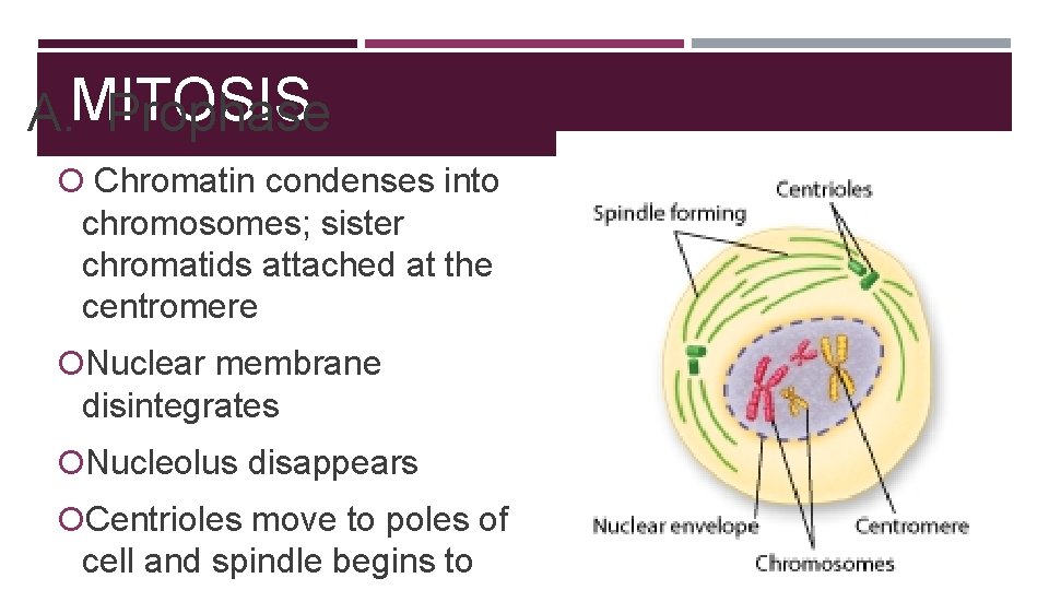 A. MITOSIS Prophase Chromatin condenses into chromosomes; sister chromatids attached at the centromere Nuclear