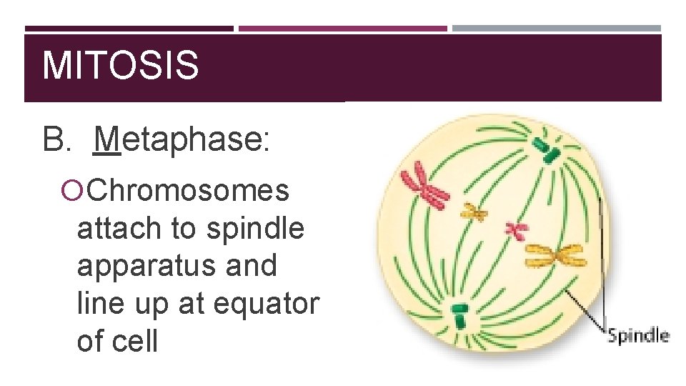 MITOSIS B. Metaphase: Chromosomes attach to spindle apparatus and line up at equator of MITOSIS B. Metaphase: Chromosomes attach to spindle apparatus and line up at equator of