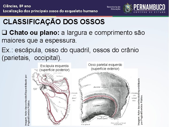 Ciências, 8º ano Localização dos principais ossos do esqueleto humano CLASSIFICAÇÃO DOS OSSOS q