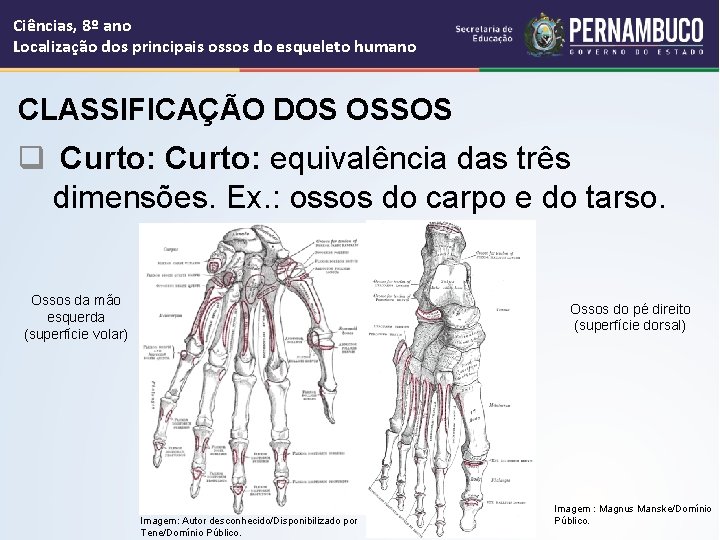 Ciências, 8º ano Localização dos principais ossos do esqueleto humano CLASSIFICAÇÃO DOS OSSOS q