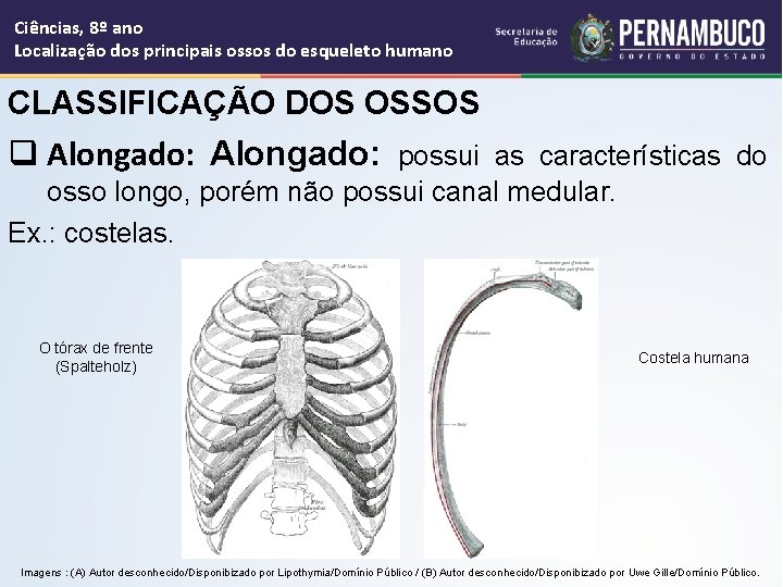 Ciências, 8º ano Localização dos principais ossos do esqueleto humano CLASSIFICAÇÃO DOS OSSOS q