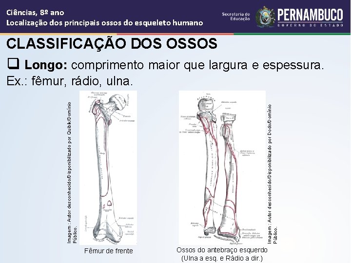 Ciências, 8º ano Localização dos principais ossos do esqueleto humano CLASSIFICAÇÃO DOS OSSOS q