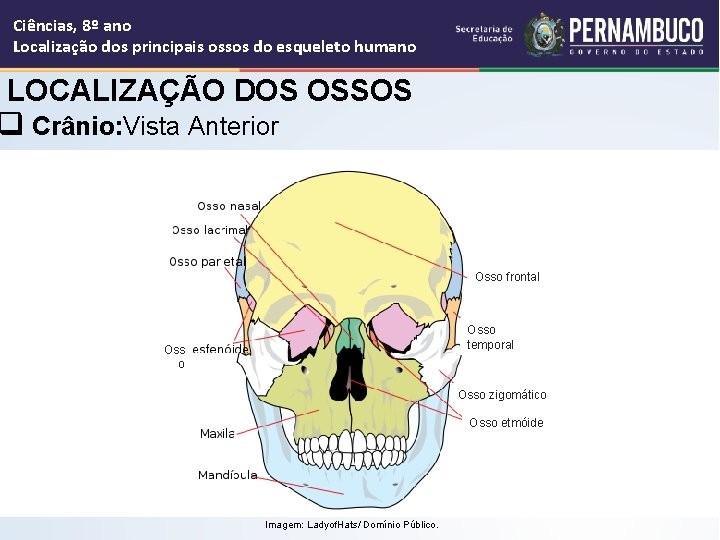 Ciências, 8º ano Localização dos principais ossos do esqueleto humano LOCALIZAÇÃO DOS OSSOS q