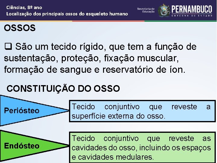 Ciências, 8º ano Localização dos principais ossos do esqueleto humano OSSOS q São um