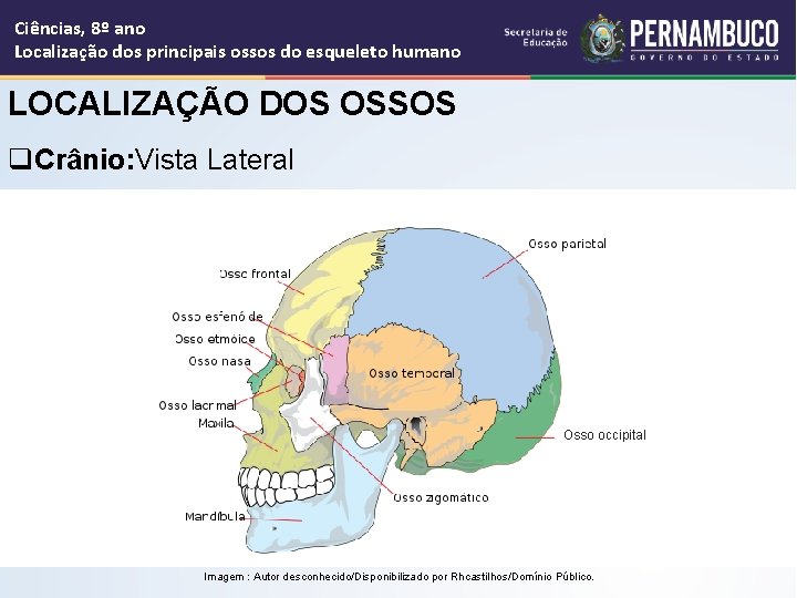 Ciências, 8º ano Localização dos principais ossos do esqueleto humano LOCALIZAÇÃO DOS OSSOS q.